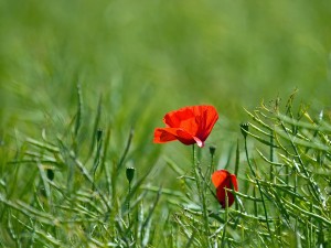 Red Poppy